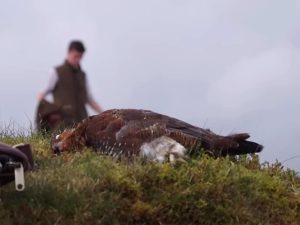 Read more about the article Grouse shooting industry finally being held to account in Scotland