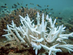 Read more about the article “mass bleaching” threatens marine wonder