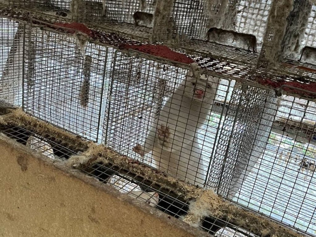 Read more about the article Minks throttled on Polish fur farm owned by global industry leader