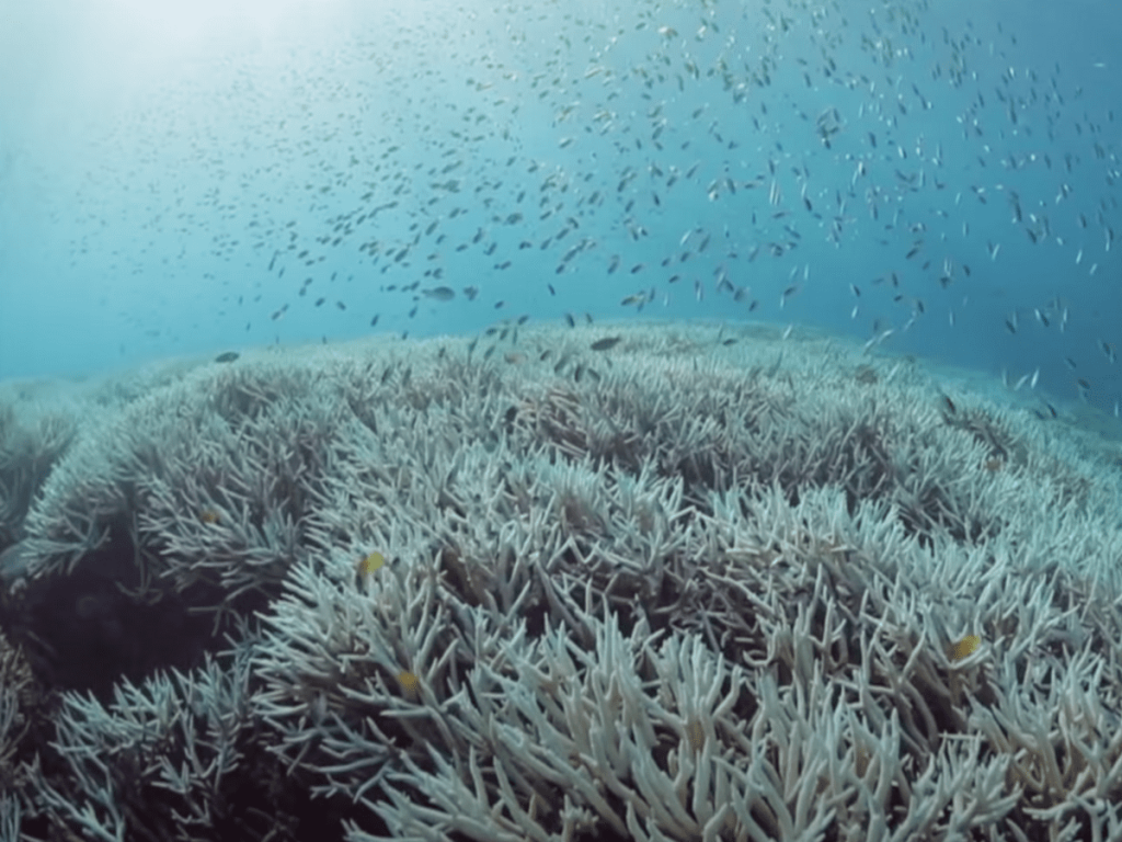 Read more about the article A mass bleaching of coral reefs is once again underway globally