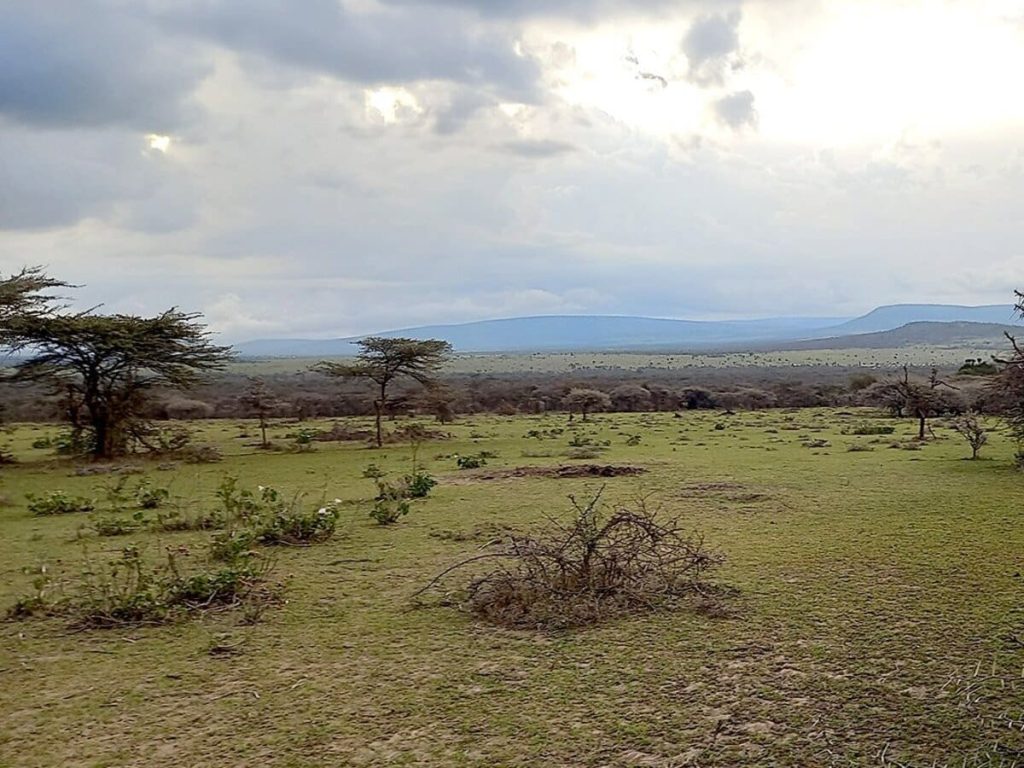 Read more about the article Maasai displaced for luxury safari tourism in more land-grabbing