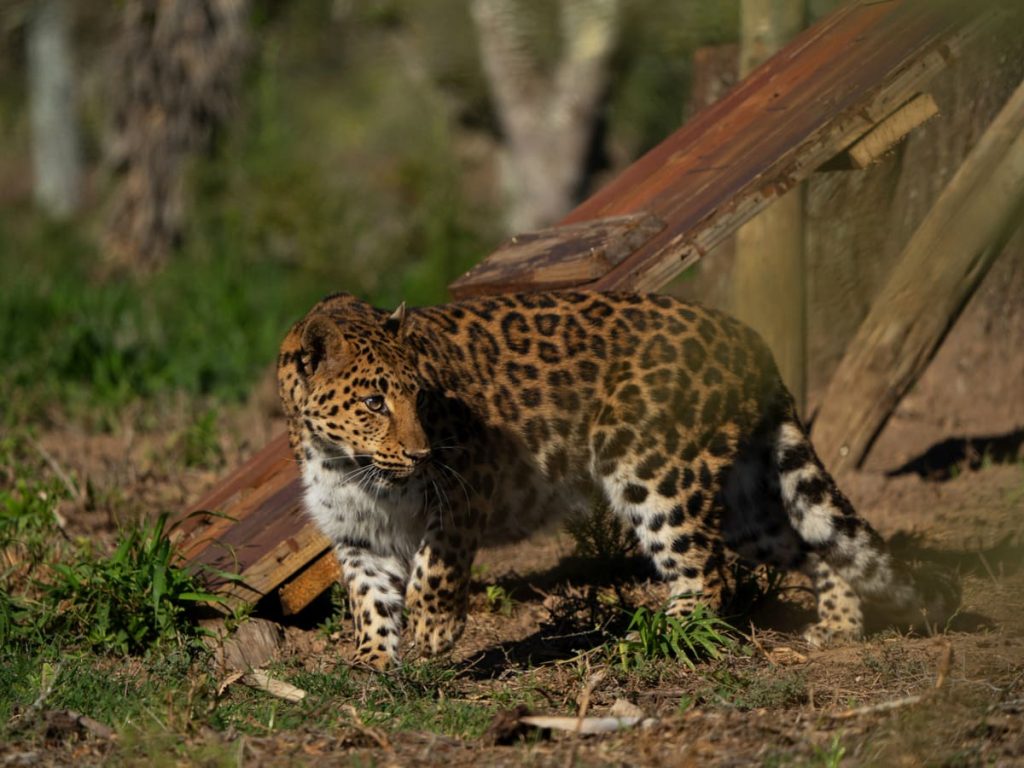 Read more about the article Born Free leopards rehomed in South Africa after animal abuse