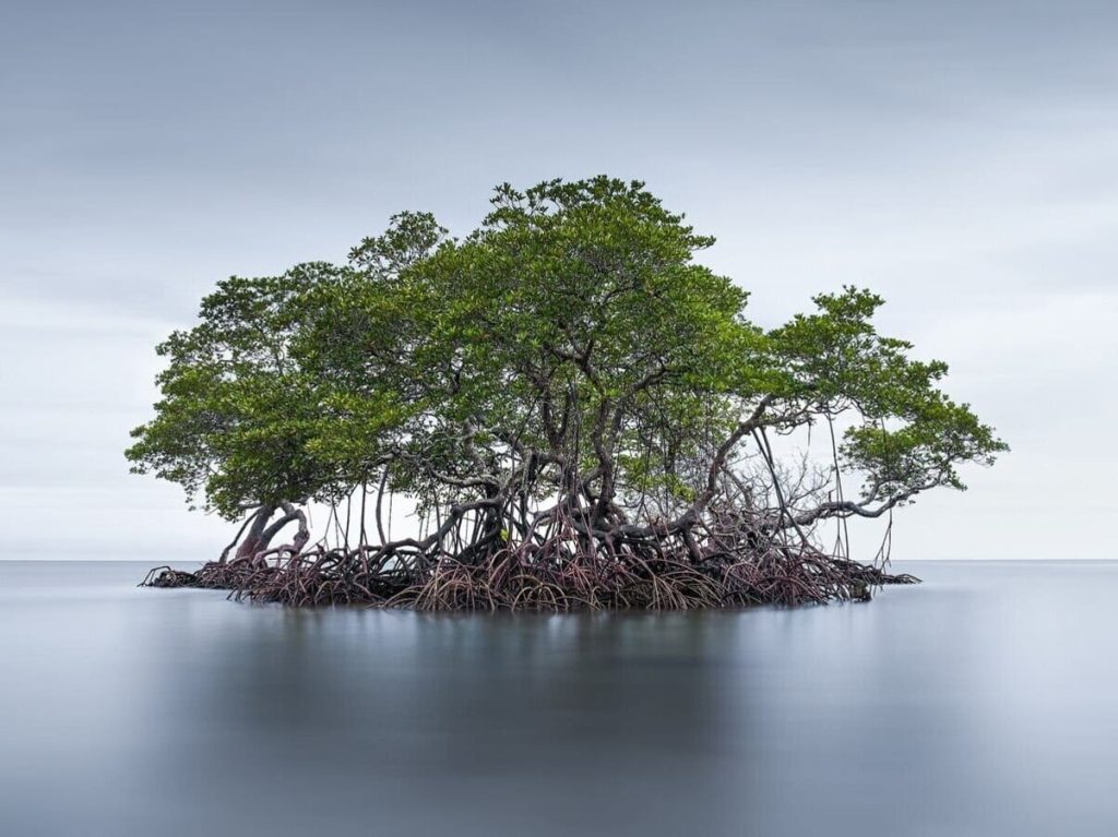 Read more about the article Mangrove ecosystems around the world at risk due to climate crisis