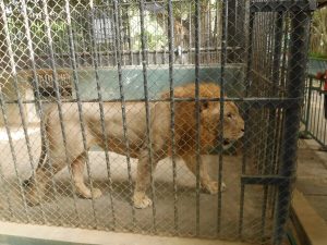 Read more about the article UK zoos found to have multiple breaches of animal welfare