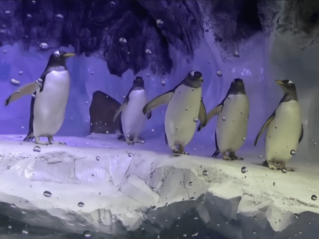 Read more about the article Sea Life slammed over ‘dungeon-like’ living conditions of penguins