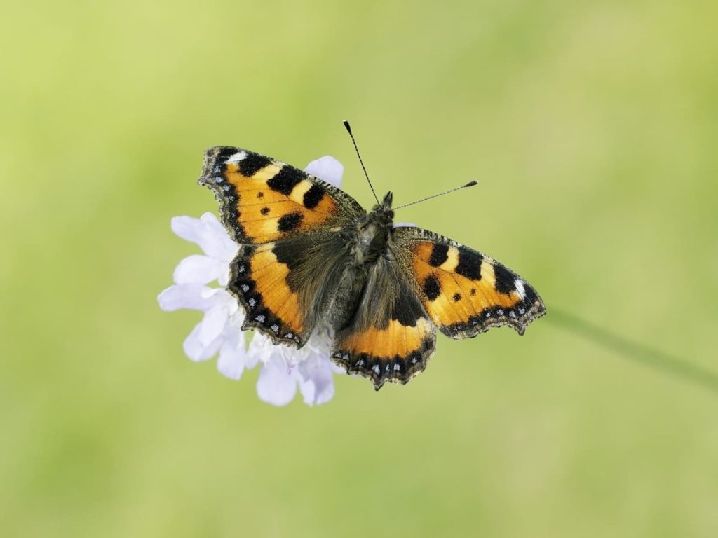 Read more about the article Butterfly Conservation wants your help ahead of national march
