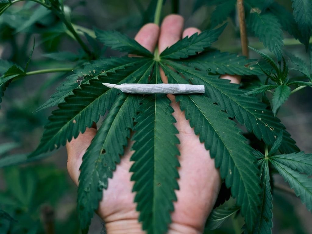 Read more about the article Lib Dems cannabis policy could generate £1bn a year