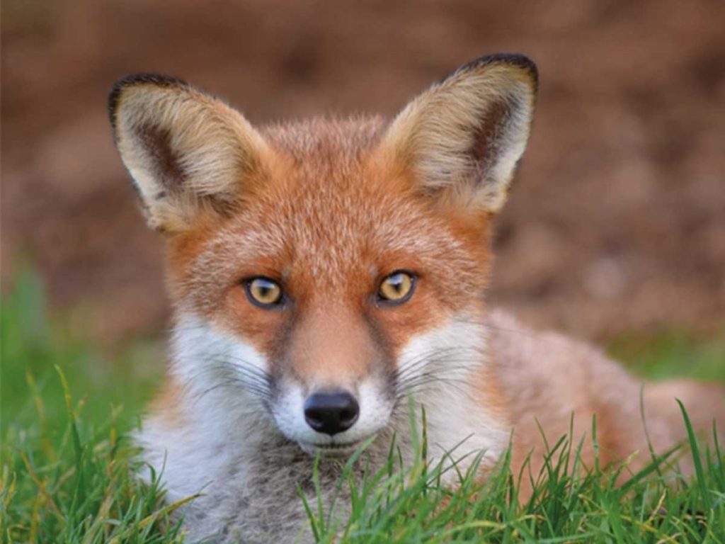 Read more about the article Fox hunting laws must be strengthened by Labour post-election