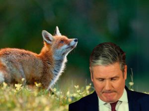 Read more about the article Fox hunting must now be banned by the Labour government