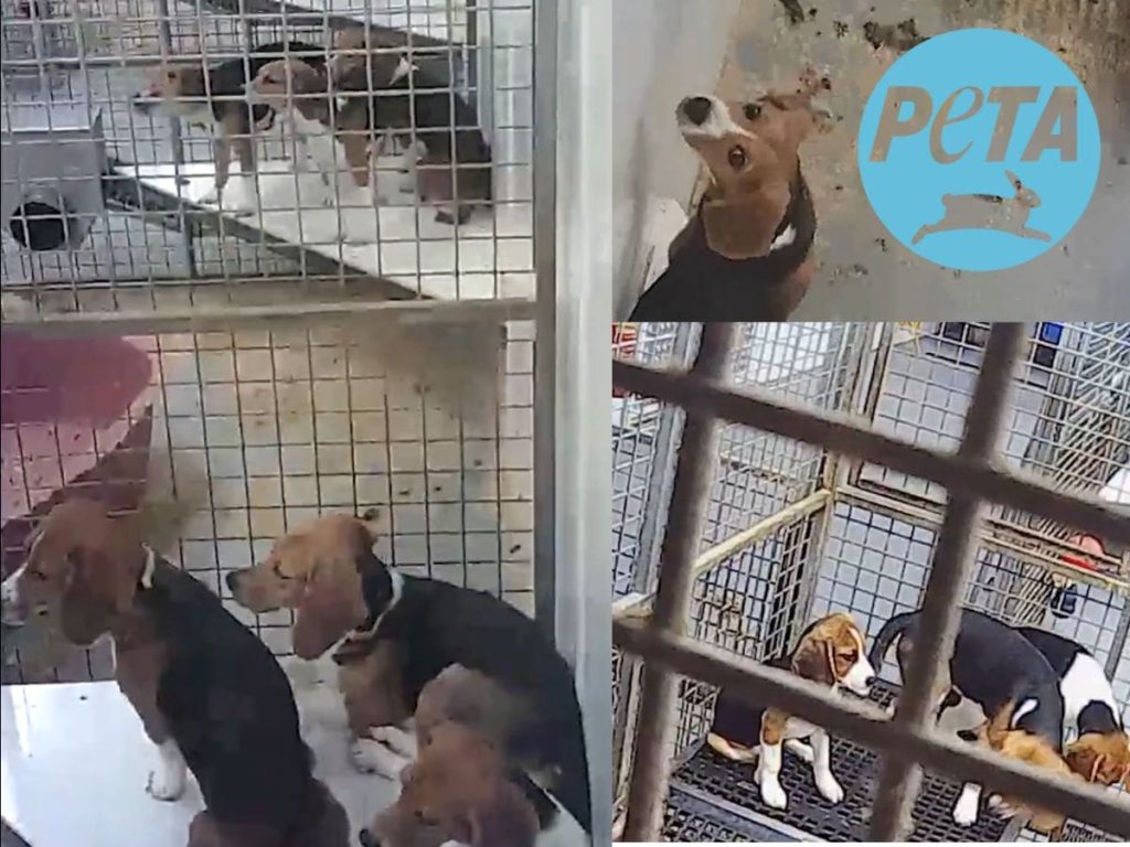 Read more about the article puppy farm footage shows shocking animal abuse