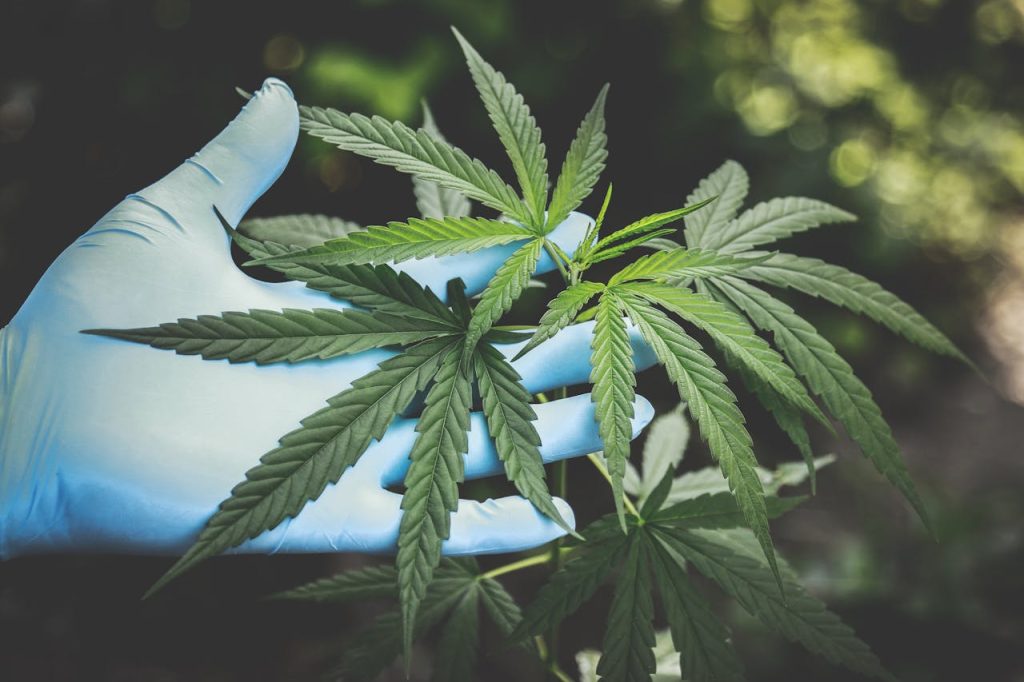 Read more about the article The Expanding Landscape of the UK’s Medical Cannabis Industry