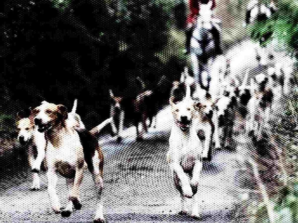 Read more about the article Fox hunt hounds run RIOT through the Somerset village Oake