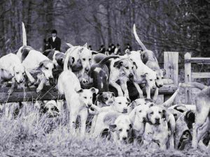 Read more about the article Hounds are the forgotten victims in the fox hunting debate