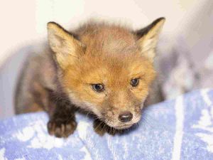 Read more about the article Fox cub hunting has risen by 83% in just a year, says charity